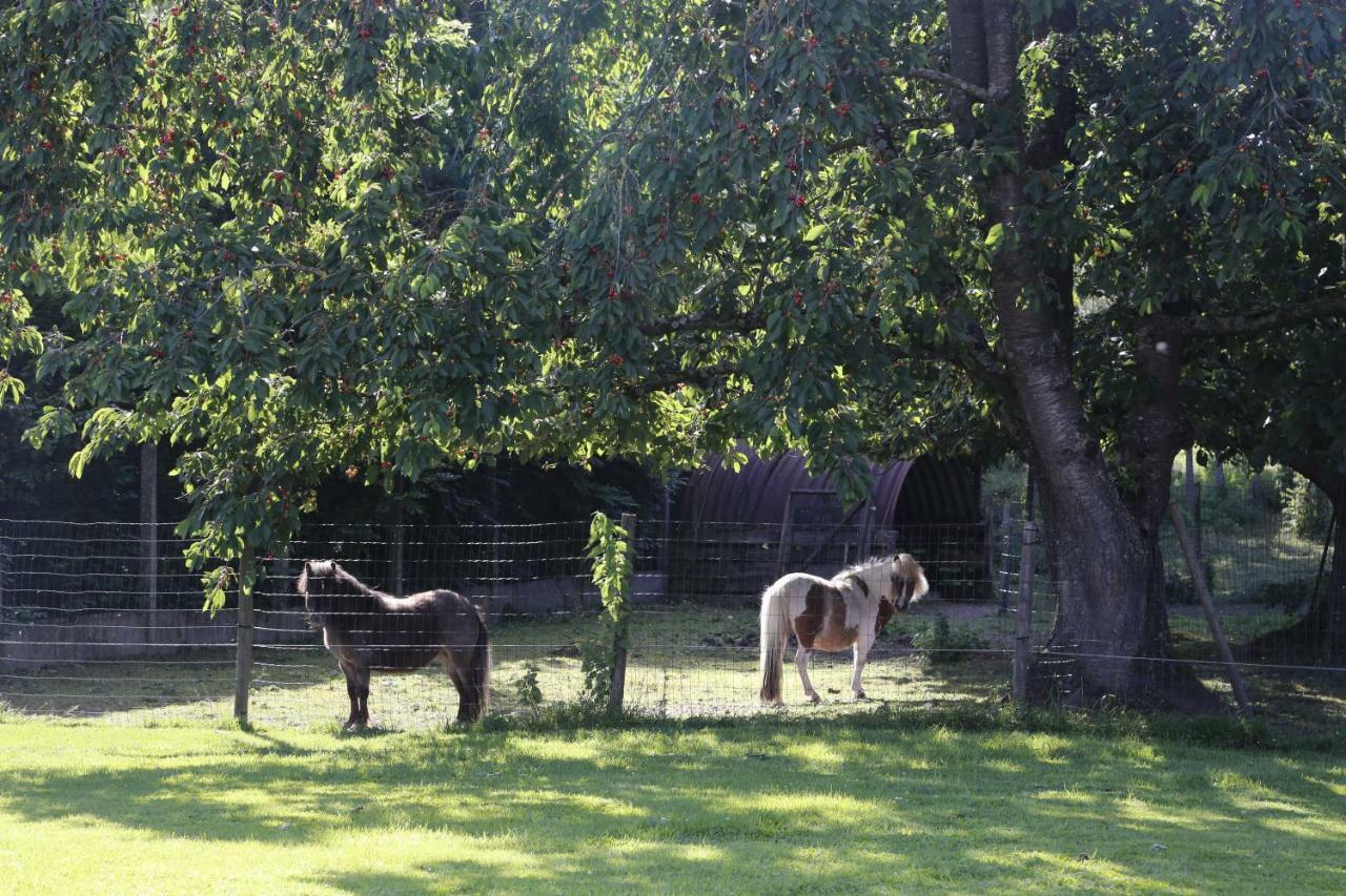 De Lucarne Villa Zottegem ภายนอก รูปภาพ